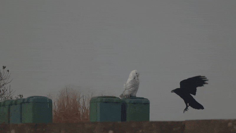 The inspiration for this story